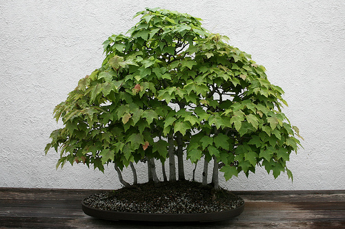 Acer Rubrum Bonsai